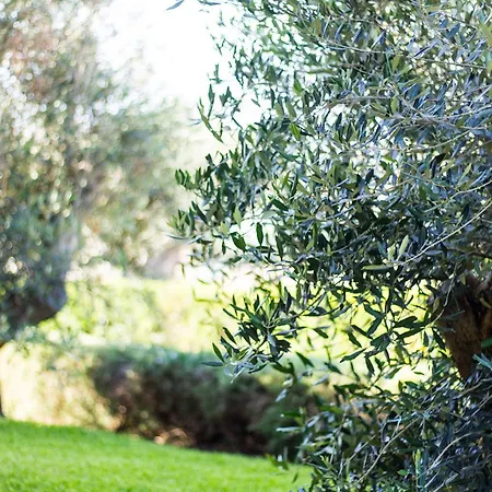 فندق مبيت وإفطار Biancolivo In Salento