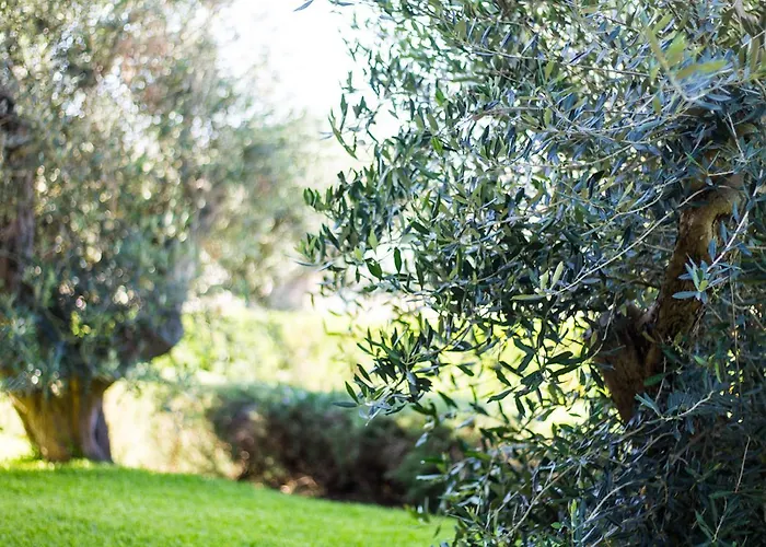 Bed & Breakfast Biancolivo In Salento